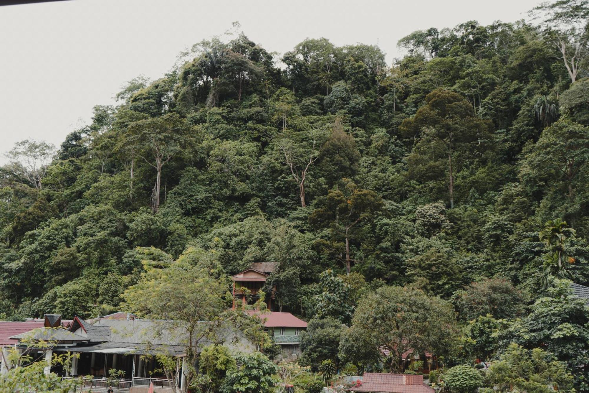 Charlys Little House Hotel Bukit Lawang Eksteriør billede